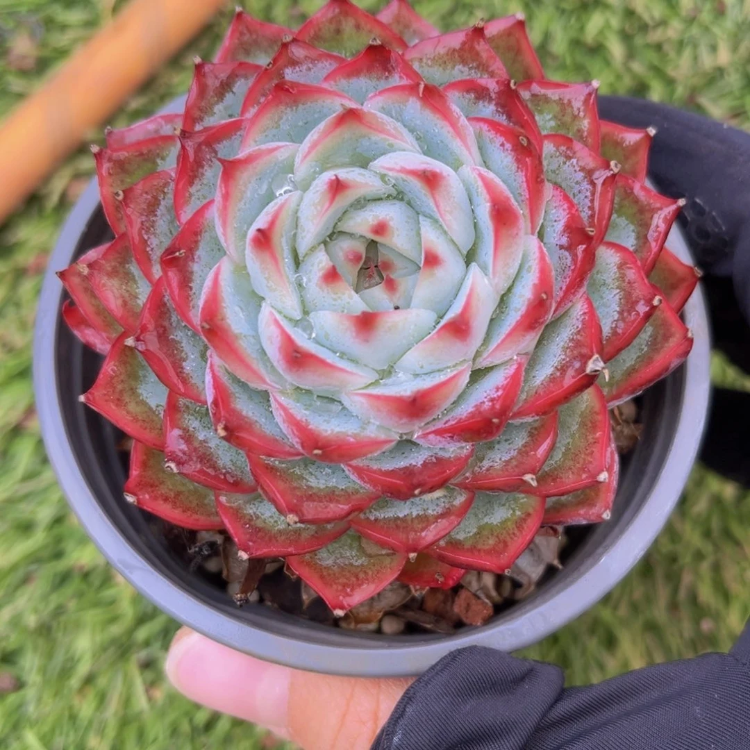 粉水晶8.5公分99999888