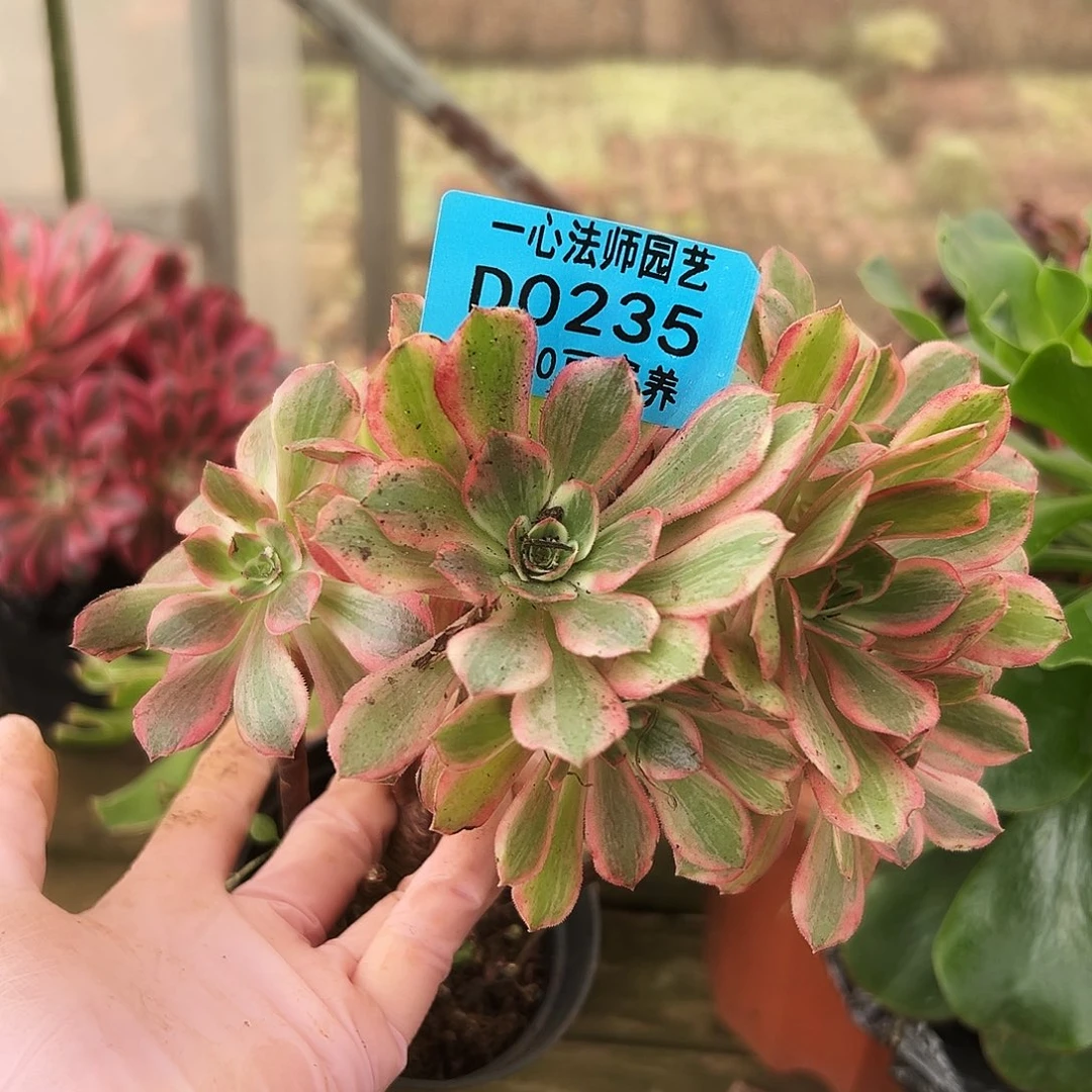 多肉植物多肉植物0235