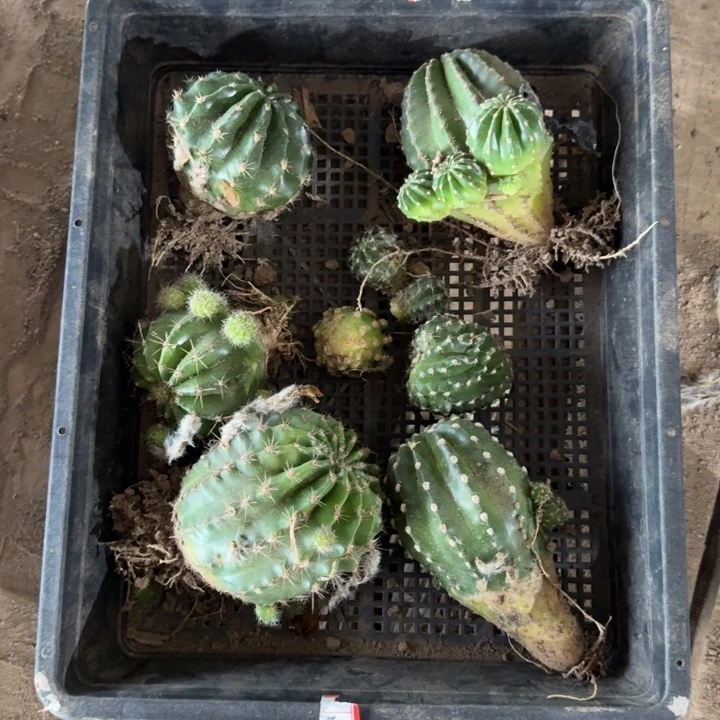 357筐拍不好无售后斑