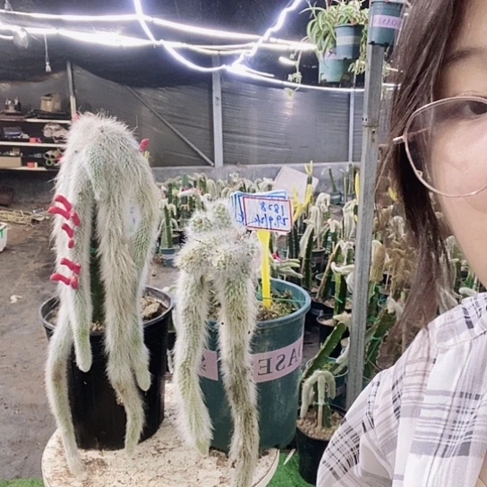 1828脱土发货无售后