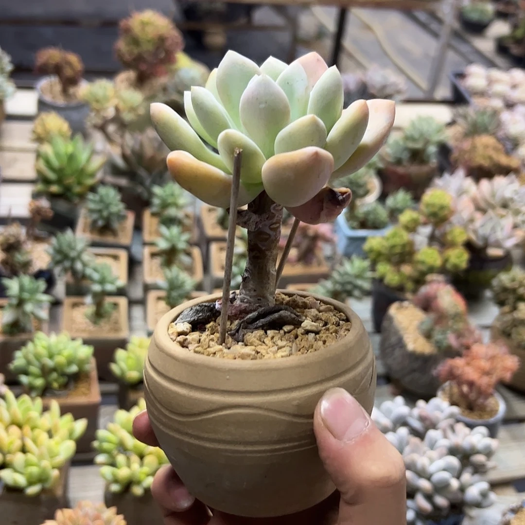 不***谷奥普5 零零多肉植物