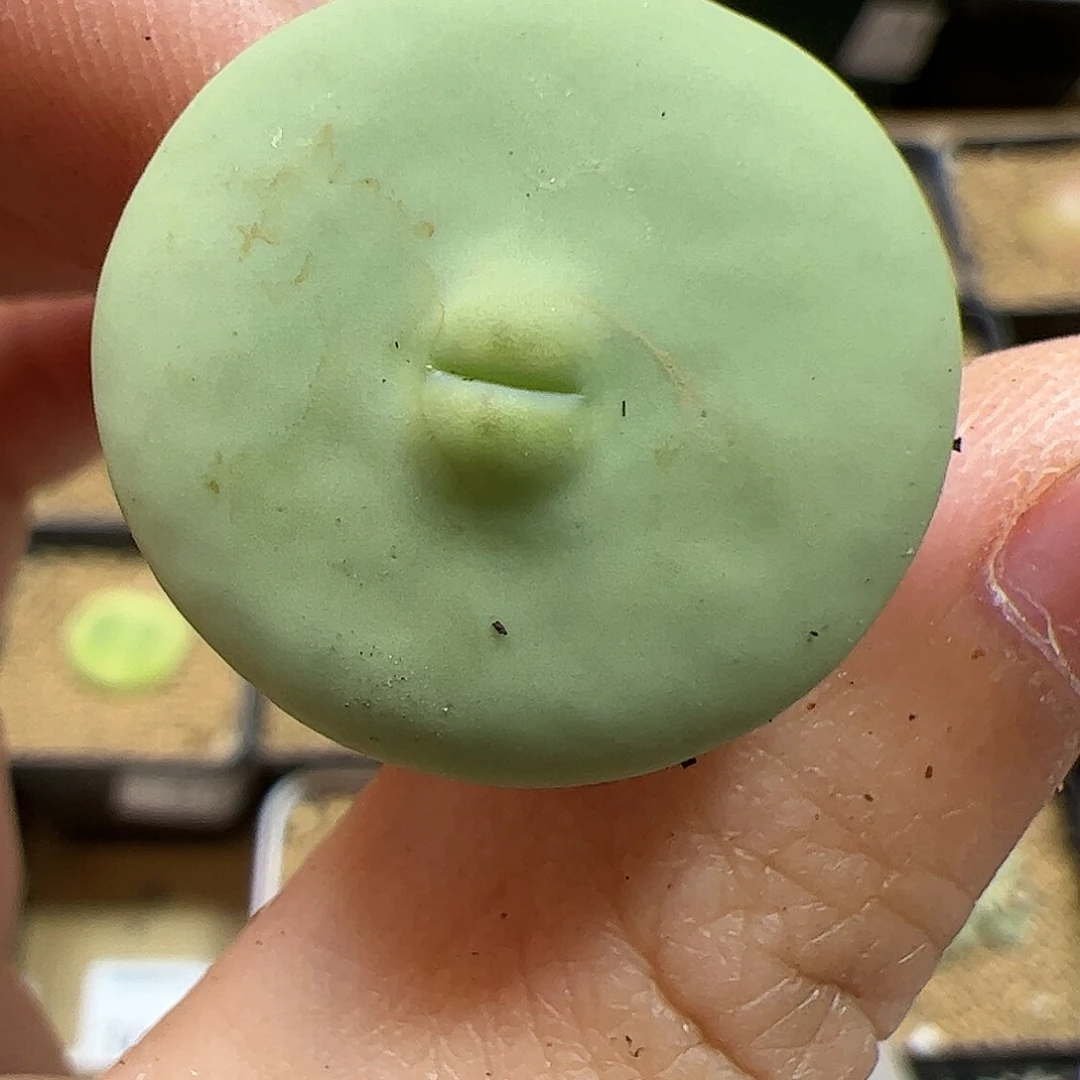 【闪购商品】387 秒