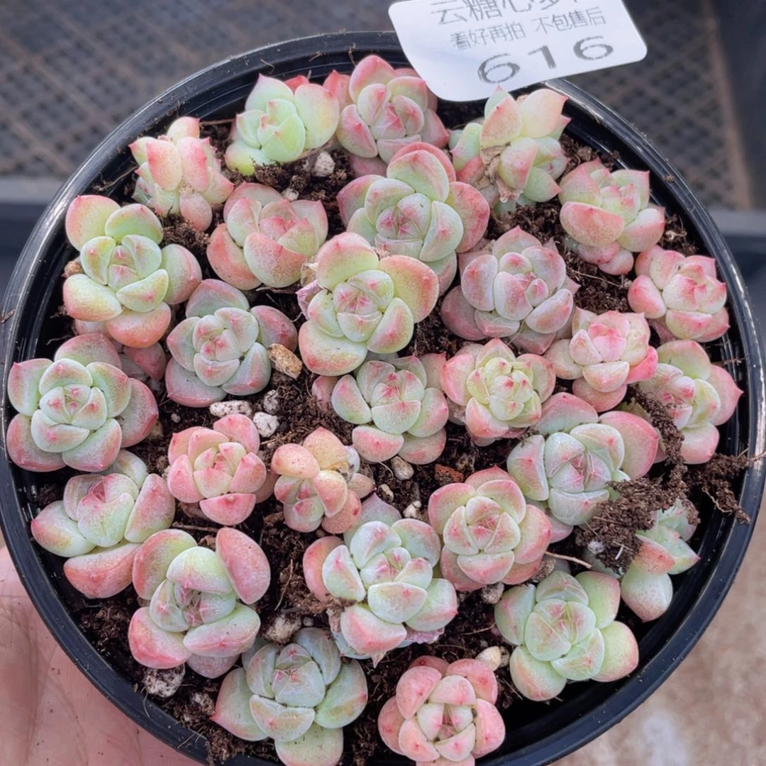 云糖心多肉植物616