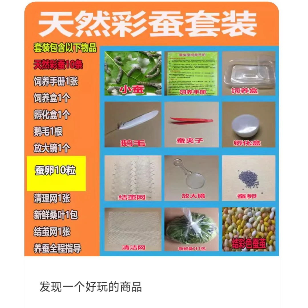 蚕宝宝 蚕卵蚕籽学生养蚕套装春蚕蚕种幼蚕234龄送新鲜桑叶