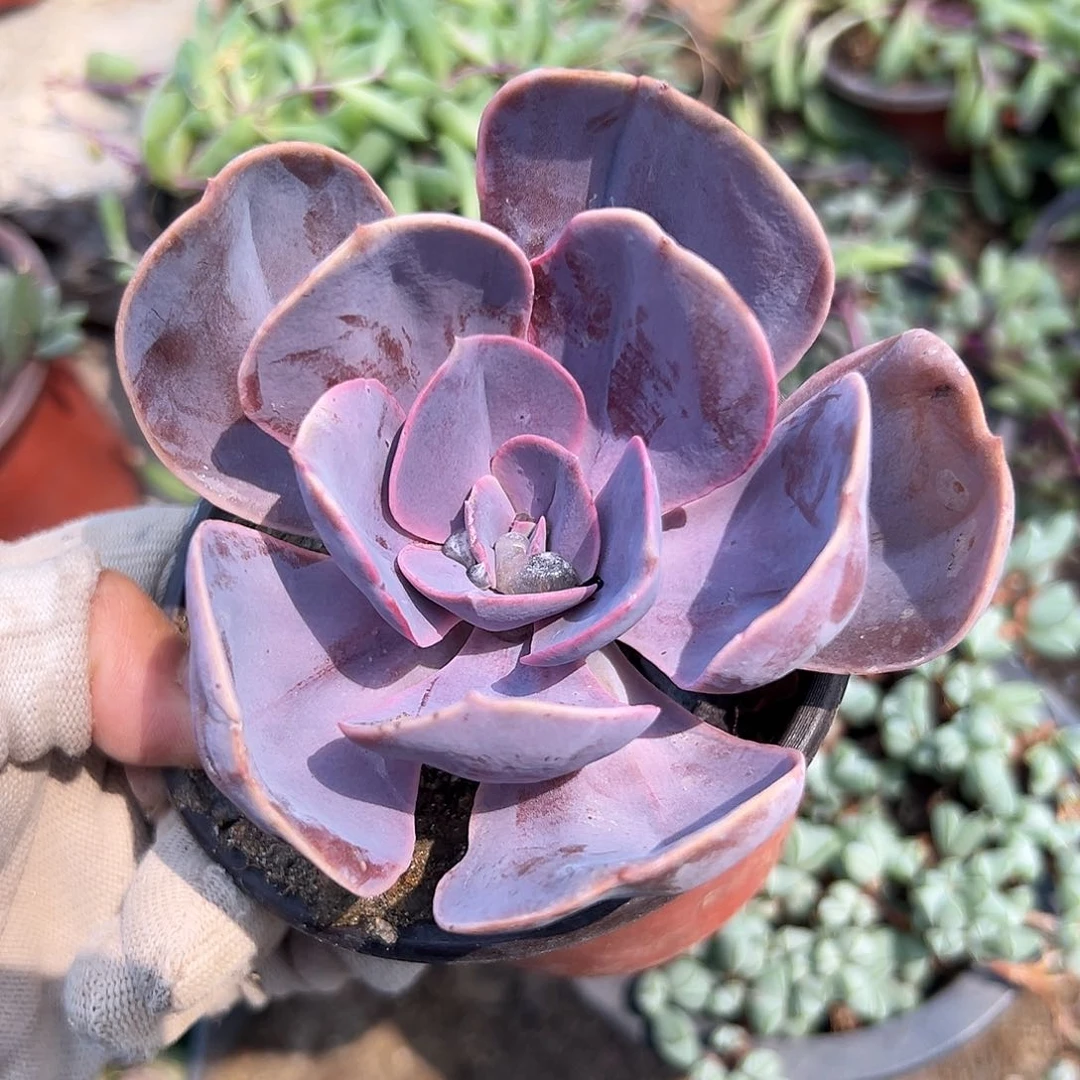 DVD了呃呃呃呃呃呃呃呃