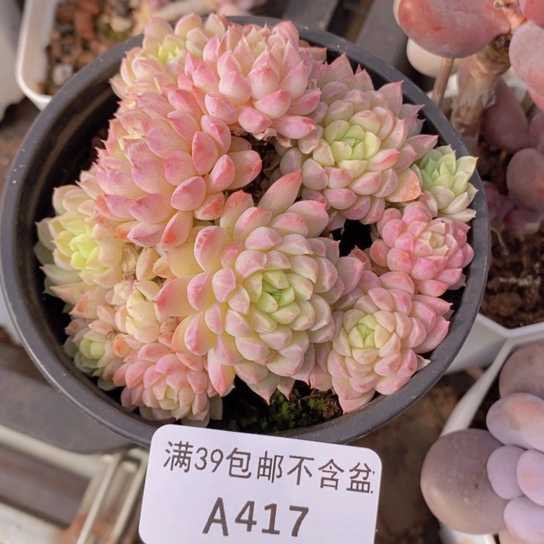 羊脂球8cm417多肉植物