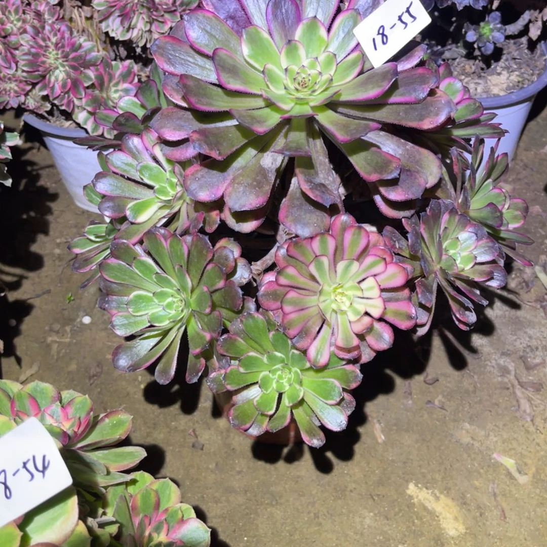 12-18-55红金刚法师