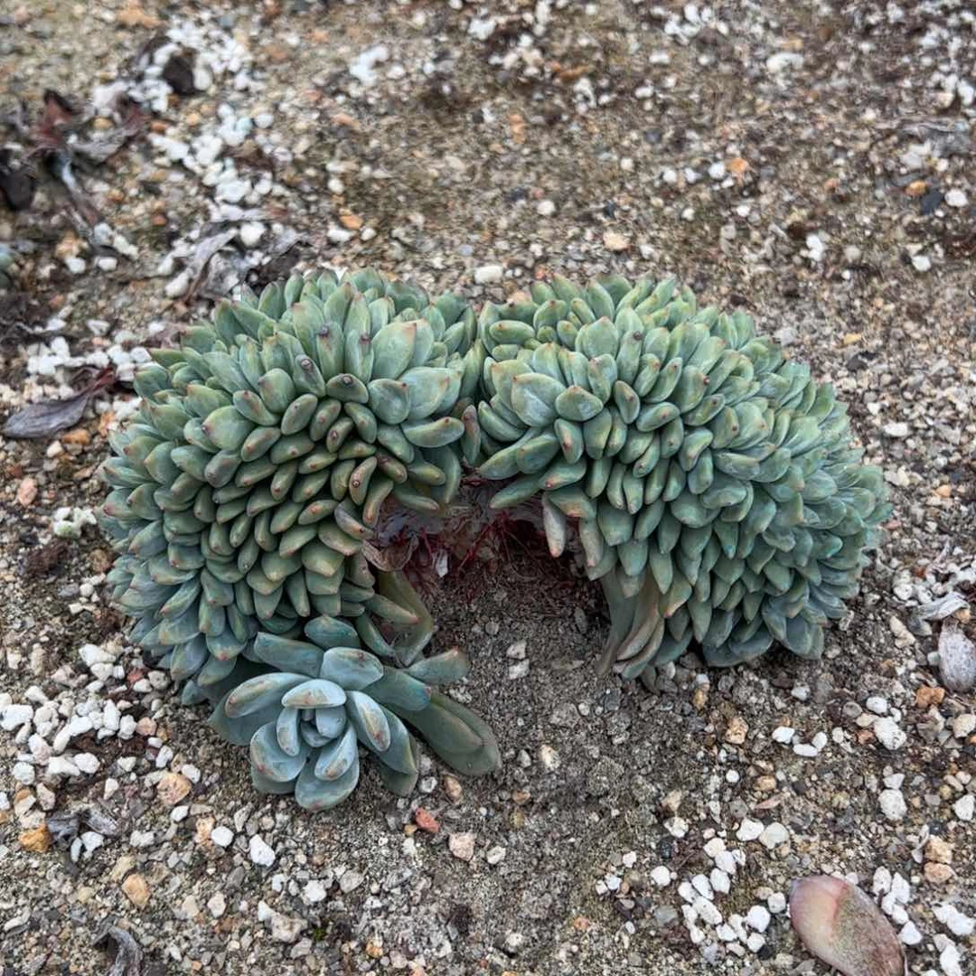 21号多肉多肉多肉多肉