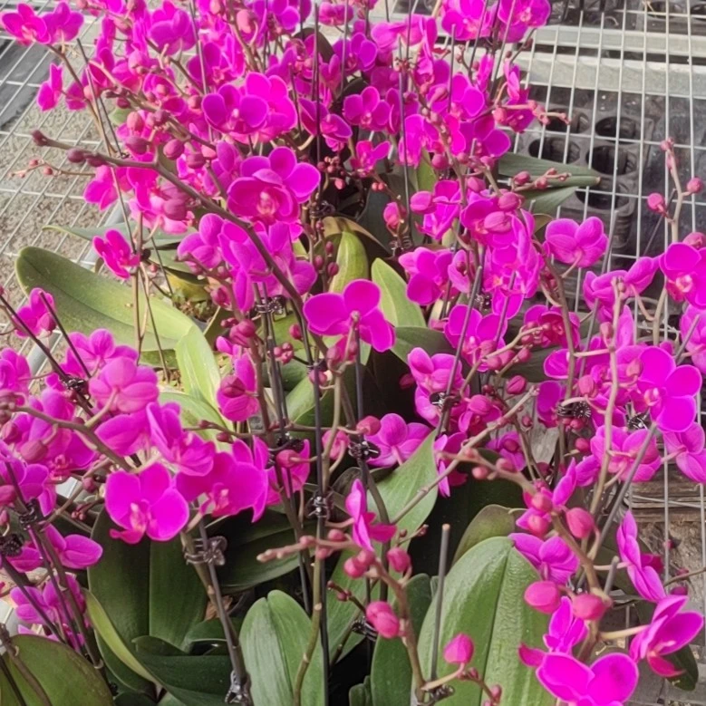 满天红，3.5寸杯成熟新苗，无花无梗，蝴蝶兰盆栽花苗