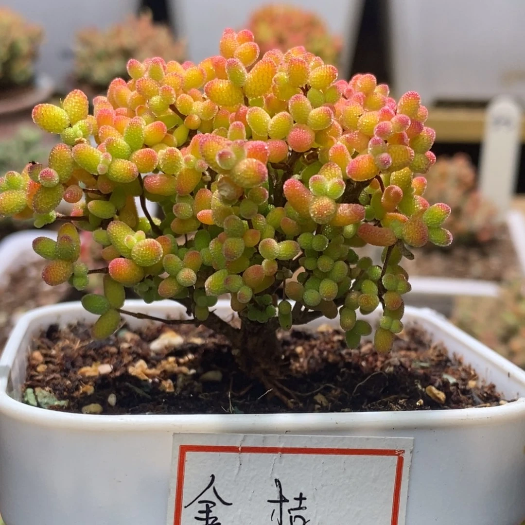 造型桩274金桔糖球年后发货