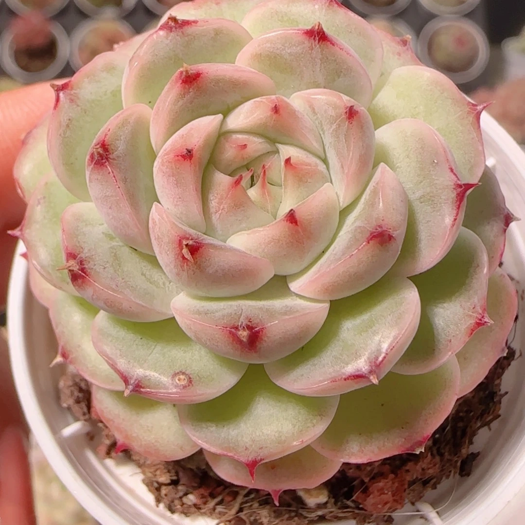 花语多肉1204-105