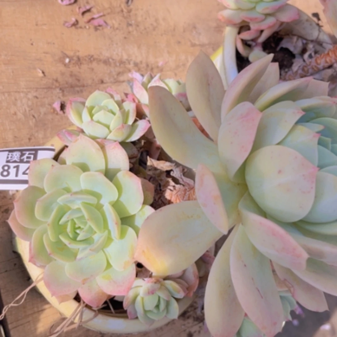 【闪购商品】恋曲18142