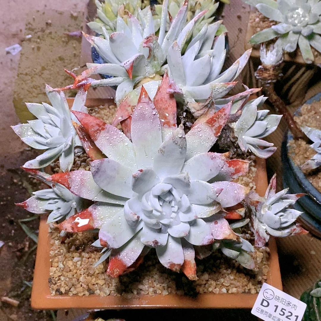 【闪购商品】哈哈哈哈雪山布瑞东尼1521多肉