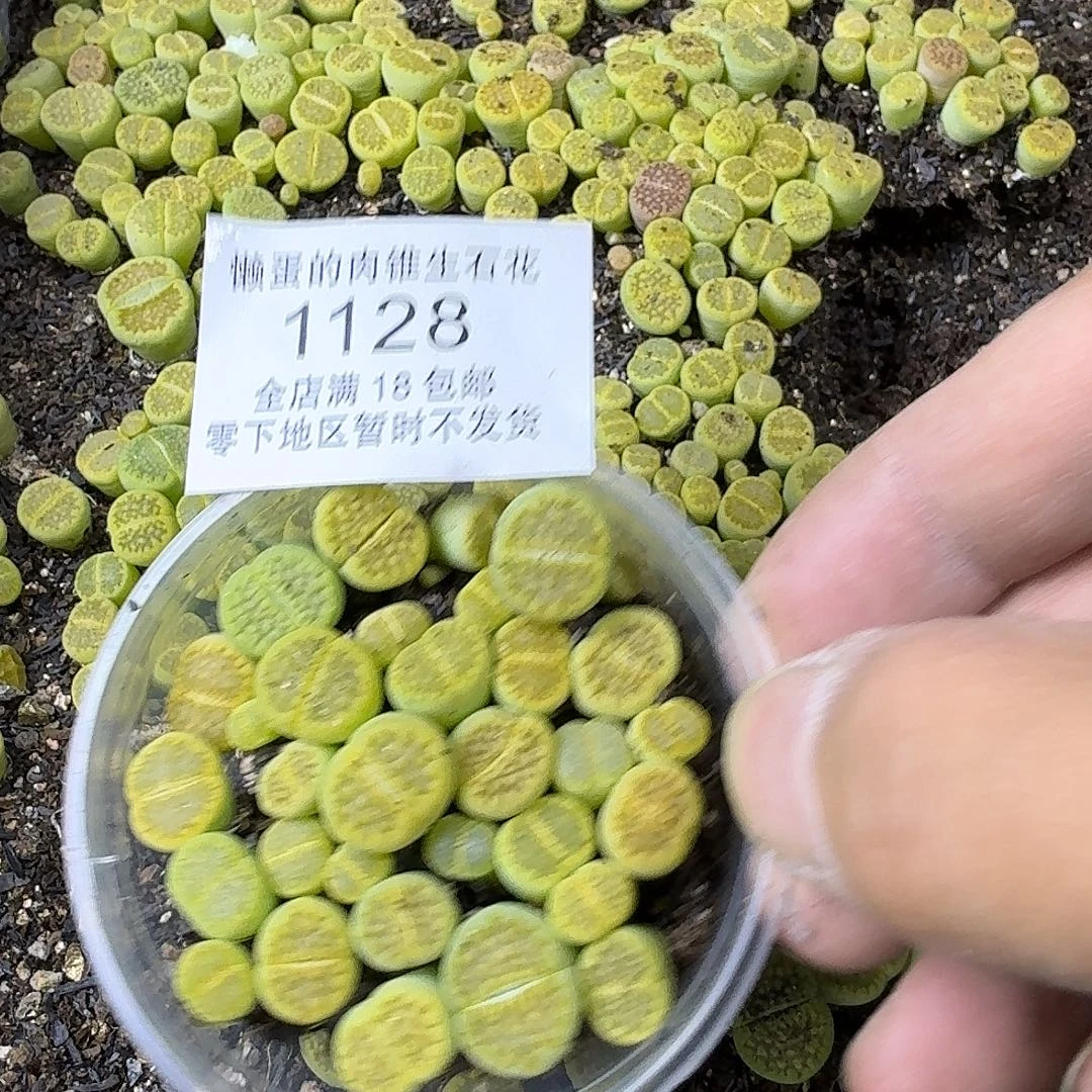 1128 哈哈哈哈哈哈