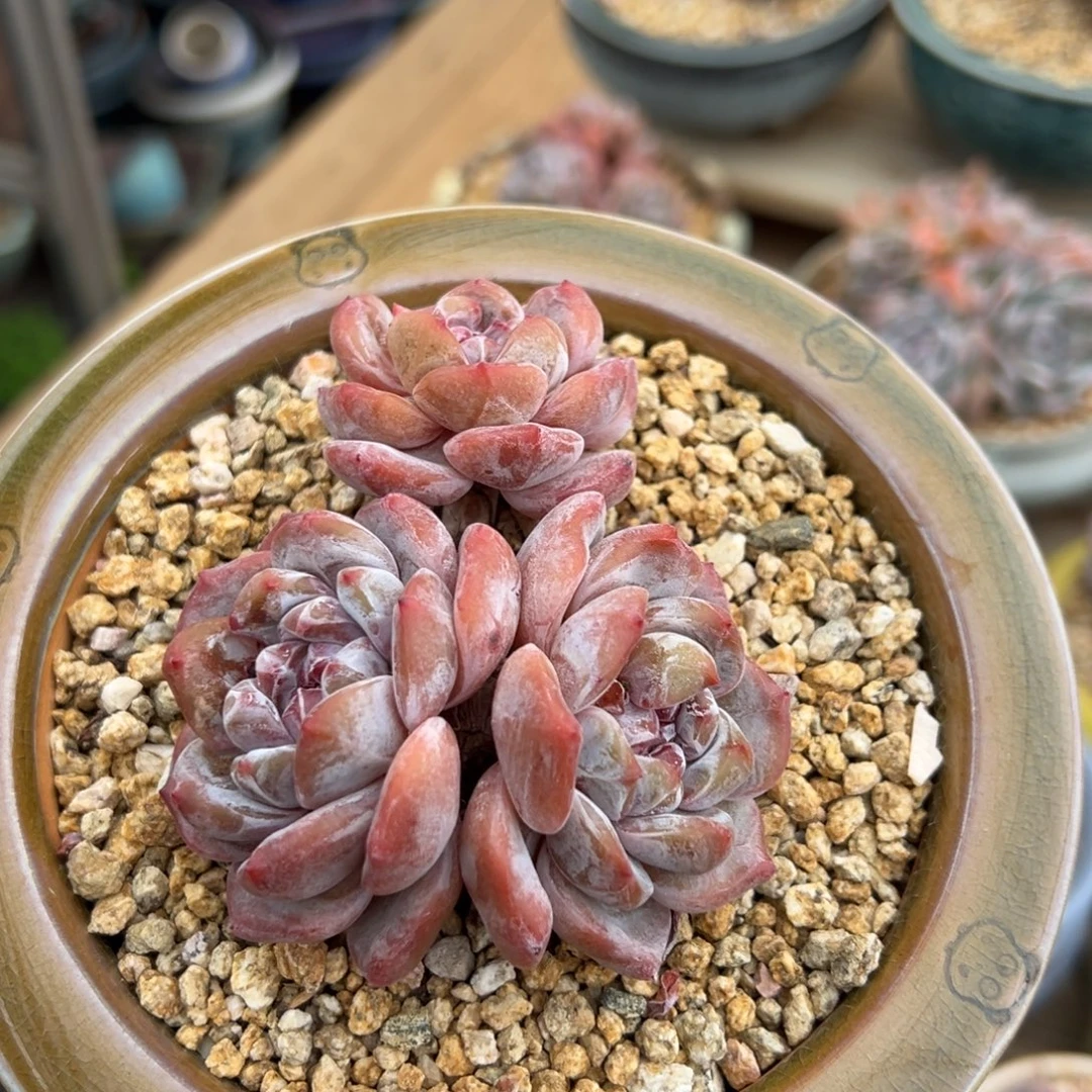 三头品字红色脸老桩