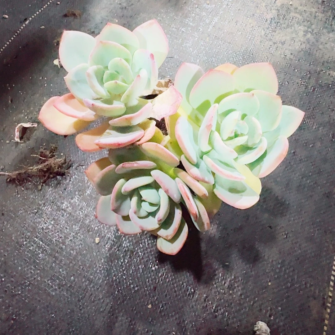 多肉植物白月光群裸根