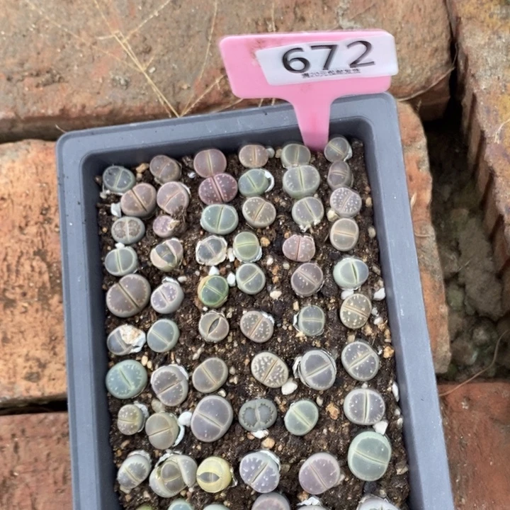 成***柜生石花等植物的生长672