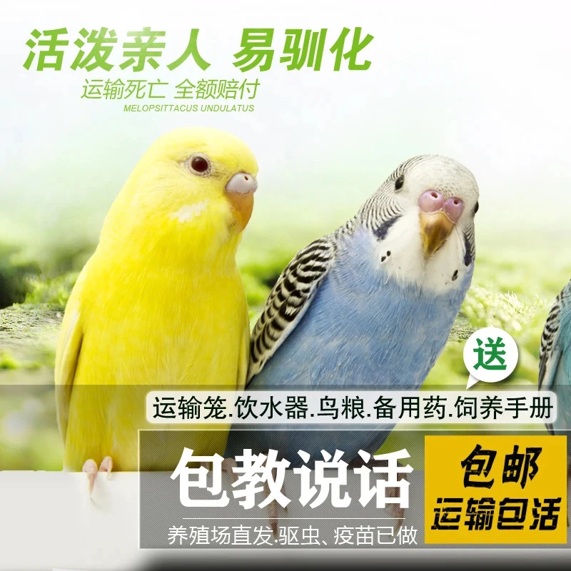 RSRDDY鹦鹉活鸟活物鹦鹉小鸟活鸟会说话的鸟类活鸟宠物运输包活