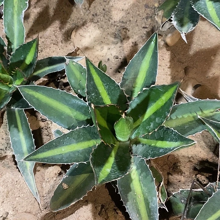 潮流植物青黛兰龙舌兰