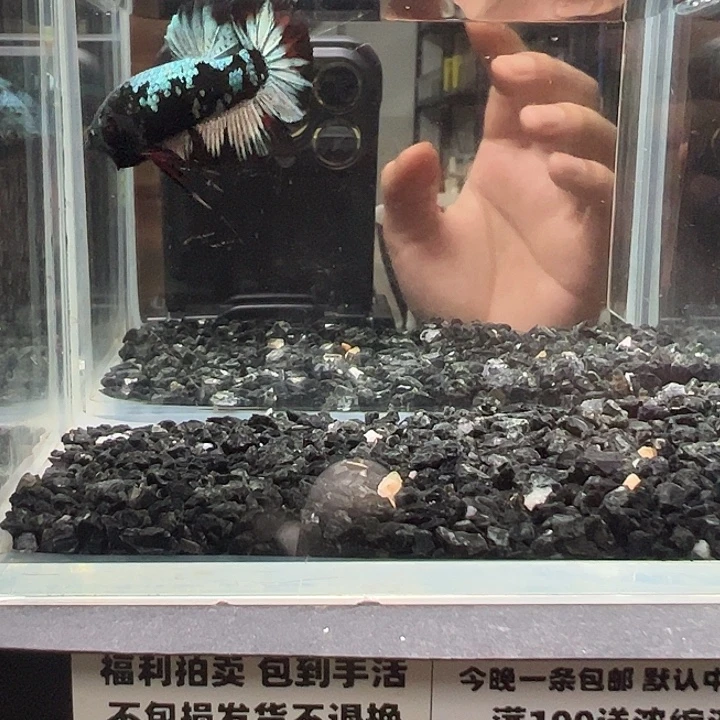 斗鱼竞拍跑单拉黑3日