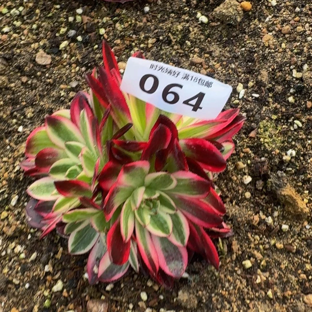 064云荷。多肉植物