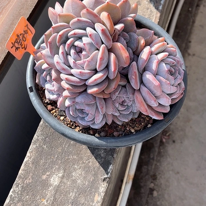 胖嘟嘟肥嘟嘟的多肉