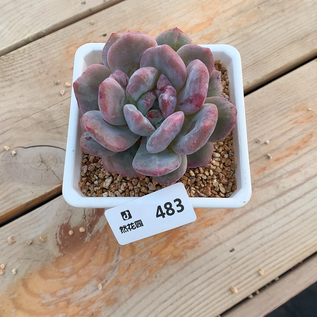 483梦露石化多肉植物66