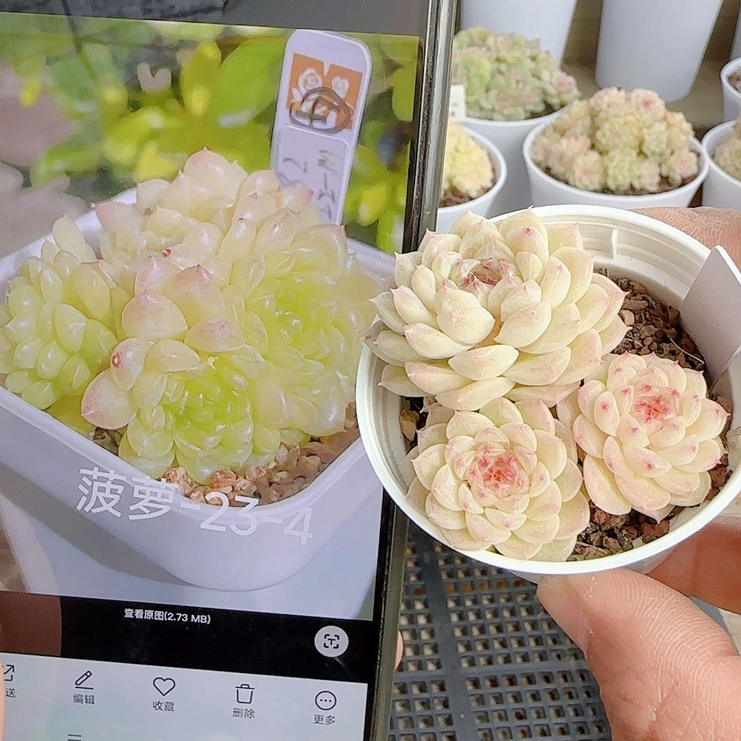 1127-116（菠萝23-4）