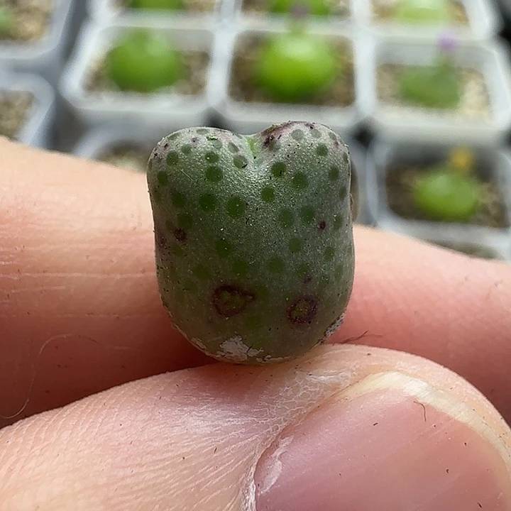 大***h老马生石花斑马365