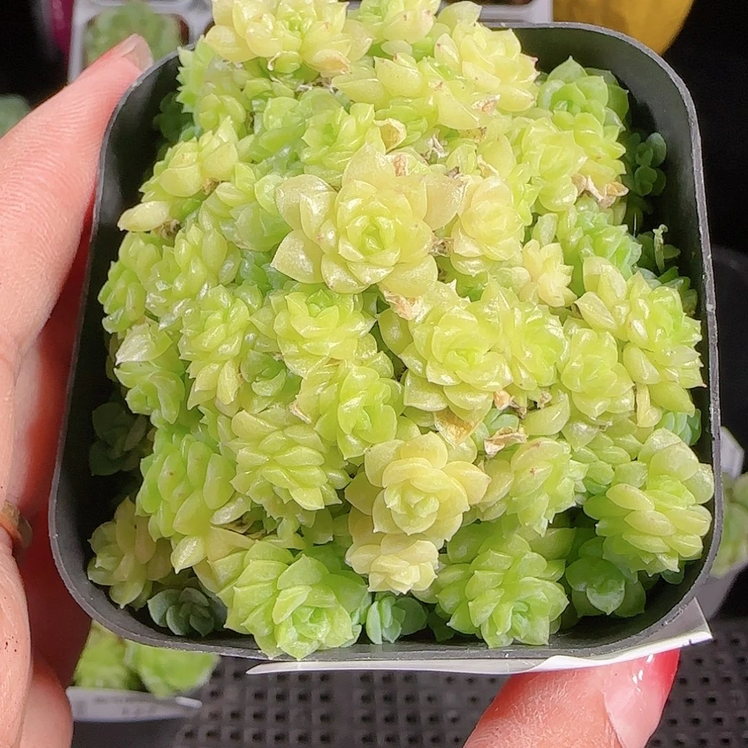 0926-123麦秆优选不包整