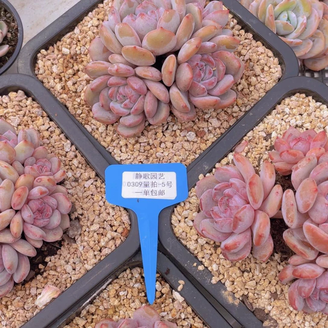 0309-5-石榴籽星影四头老桩