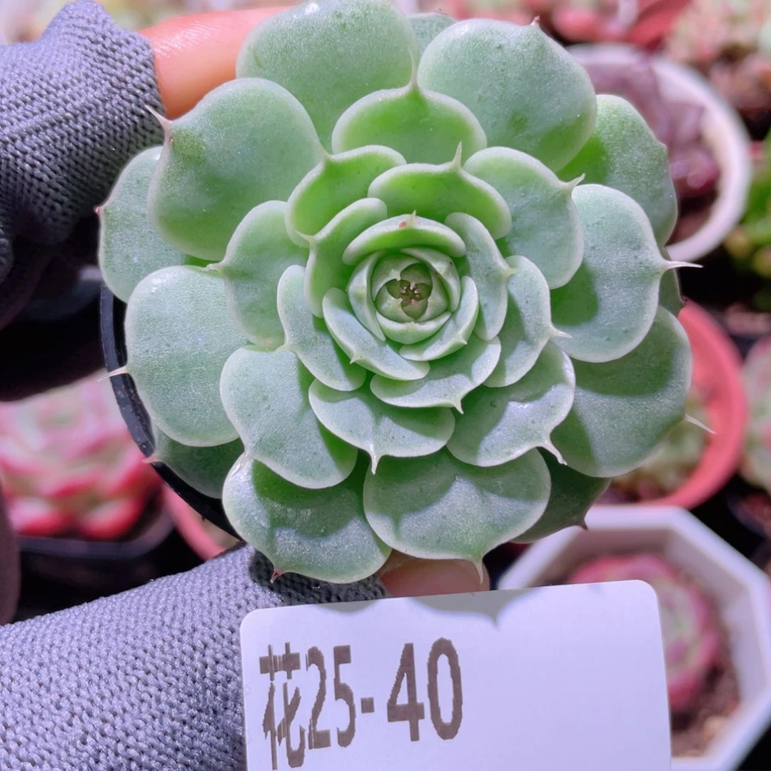 花利美25-40贝尔