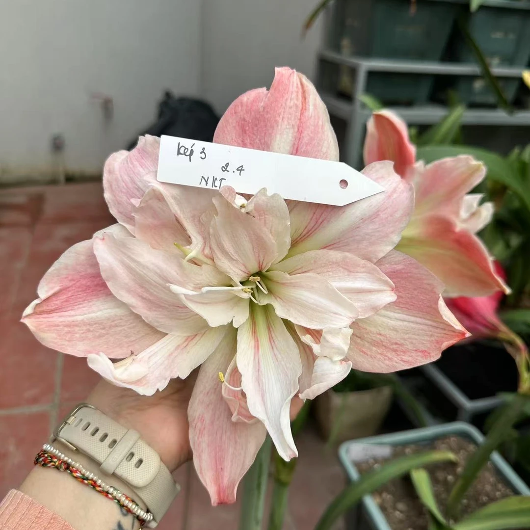 朱顶红【NKT K3】5.7cm 越杂粉，越朱高品，只包对版，不包后期养护