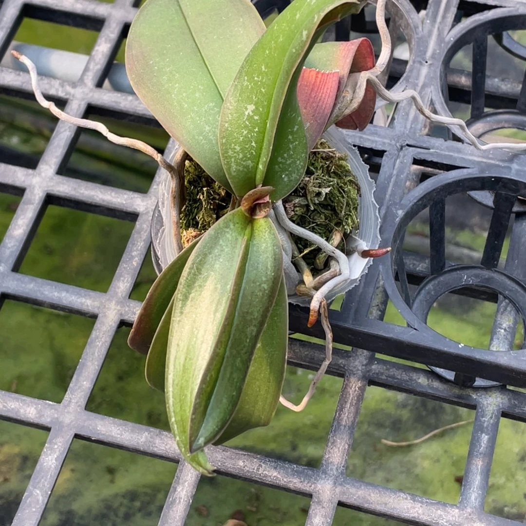 当前无花栽培后可以开花2.5嫩粉西交白（叶瑕）特价