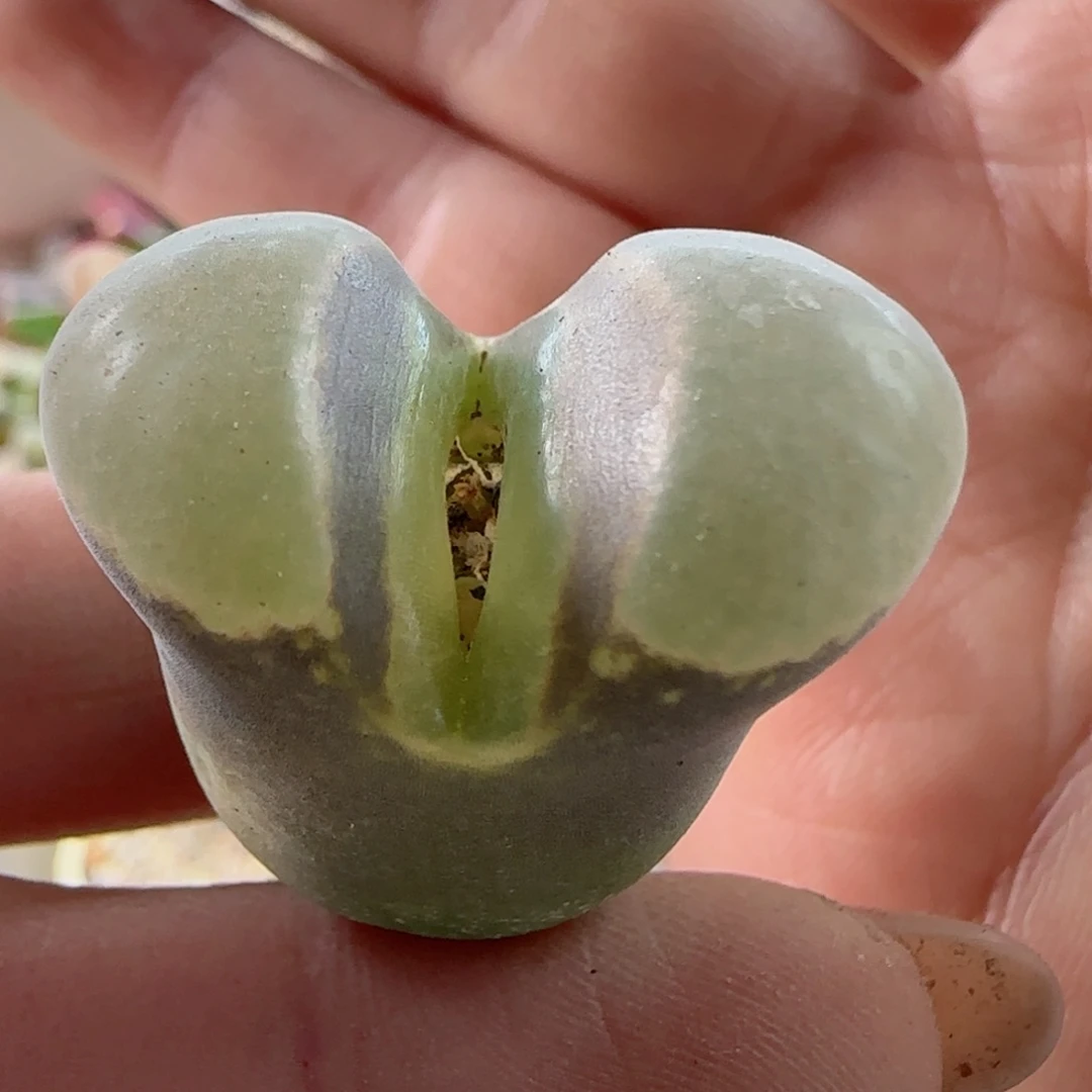 2.7超熊母本。    干干净净。