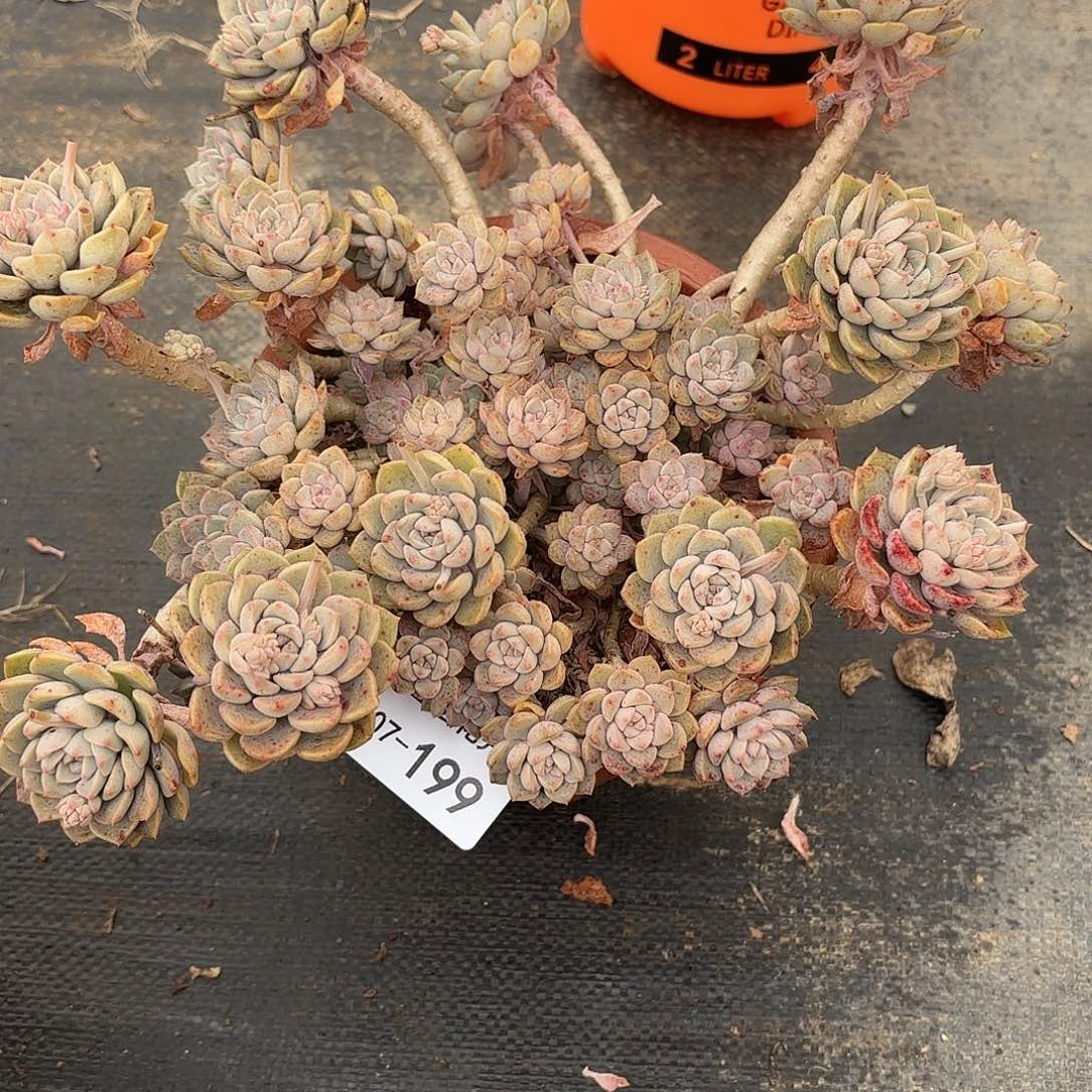 晓*儿同温层多肉粉布偶199