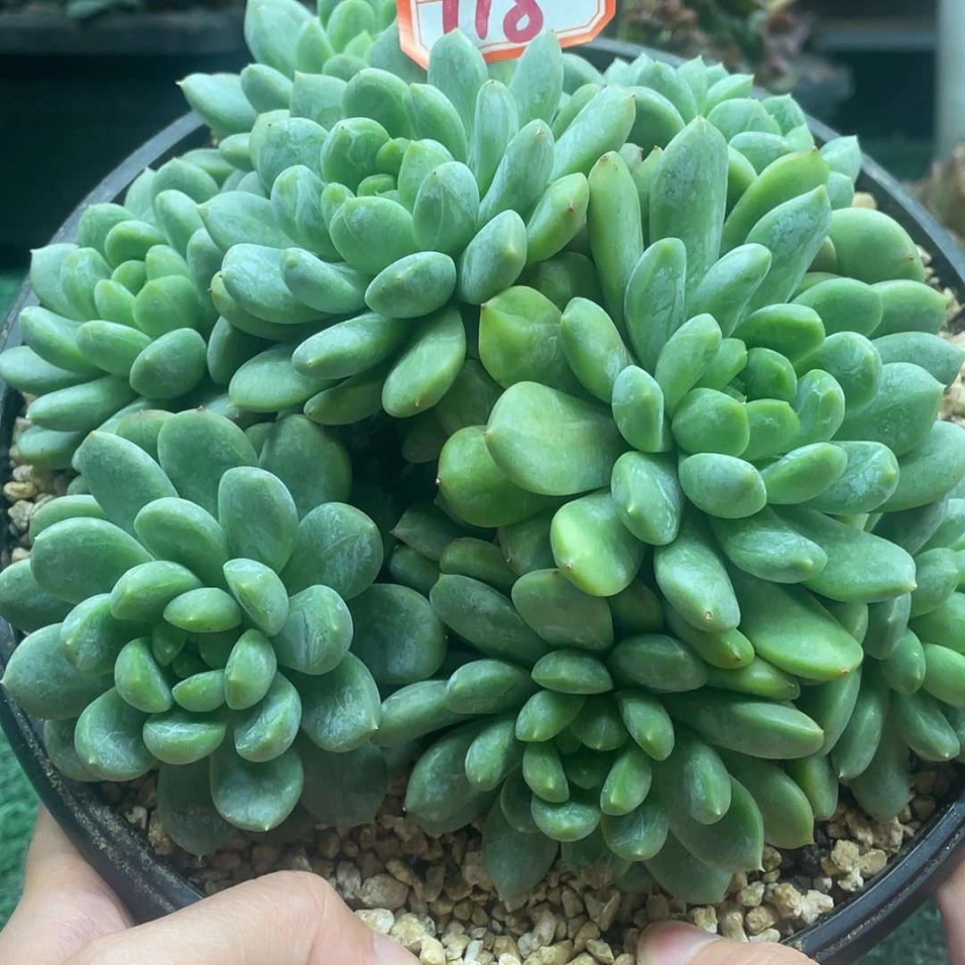 118一物一一拍一拍