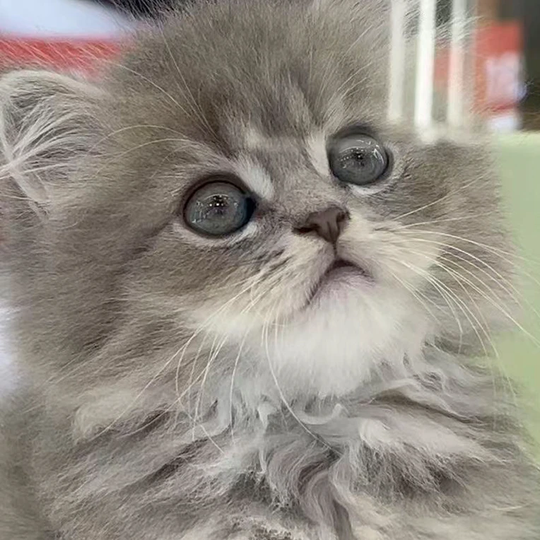 蓝金渐层长毛猫25色黑金渐层一物一拍