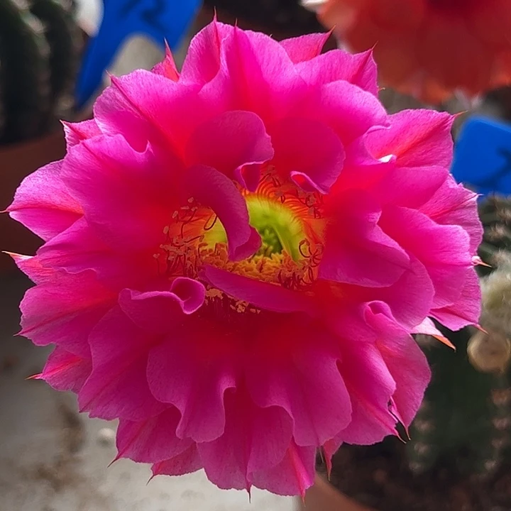 2002号 实生彩草 脱土发