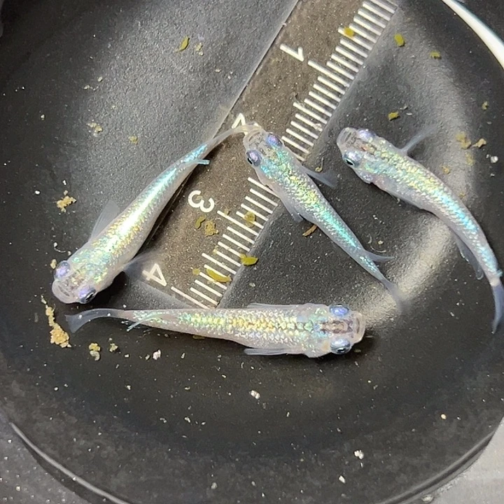 青鳉鱼蓝宝石X狼牙39