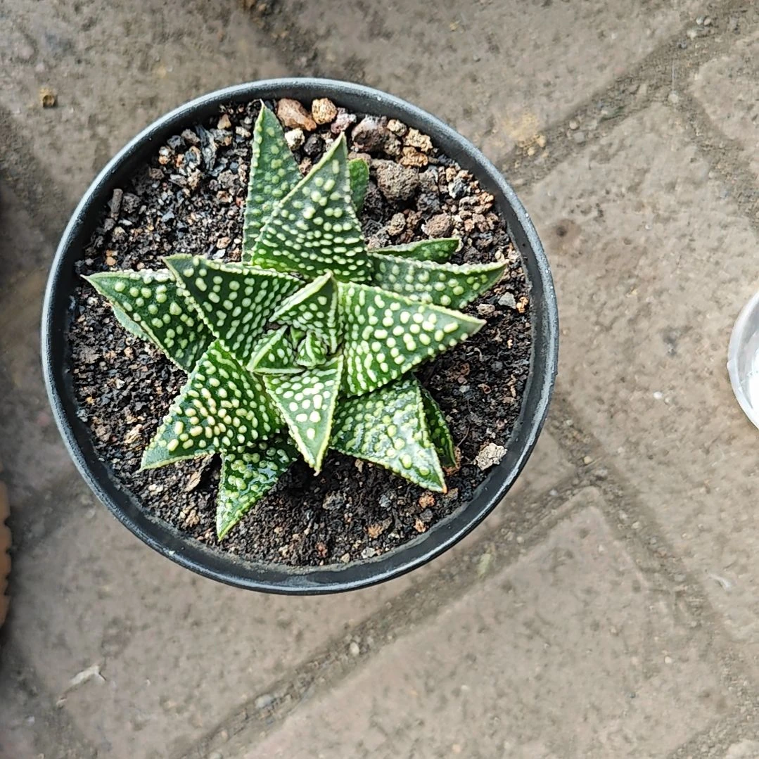 流星一颗多肉植物原盆