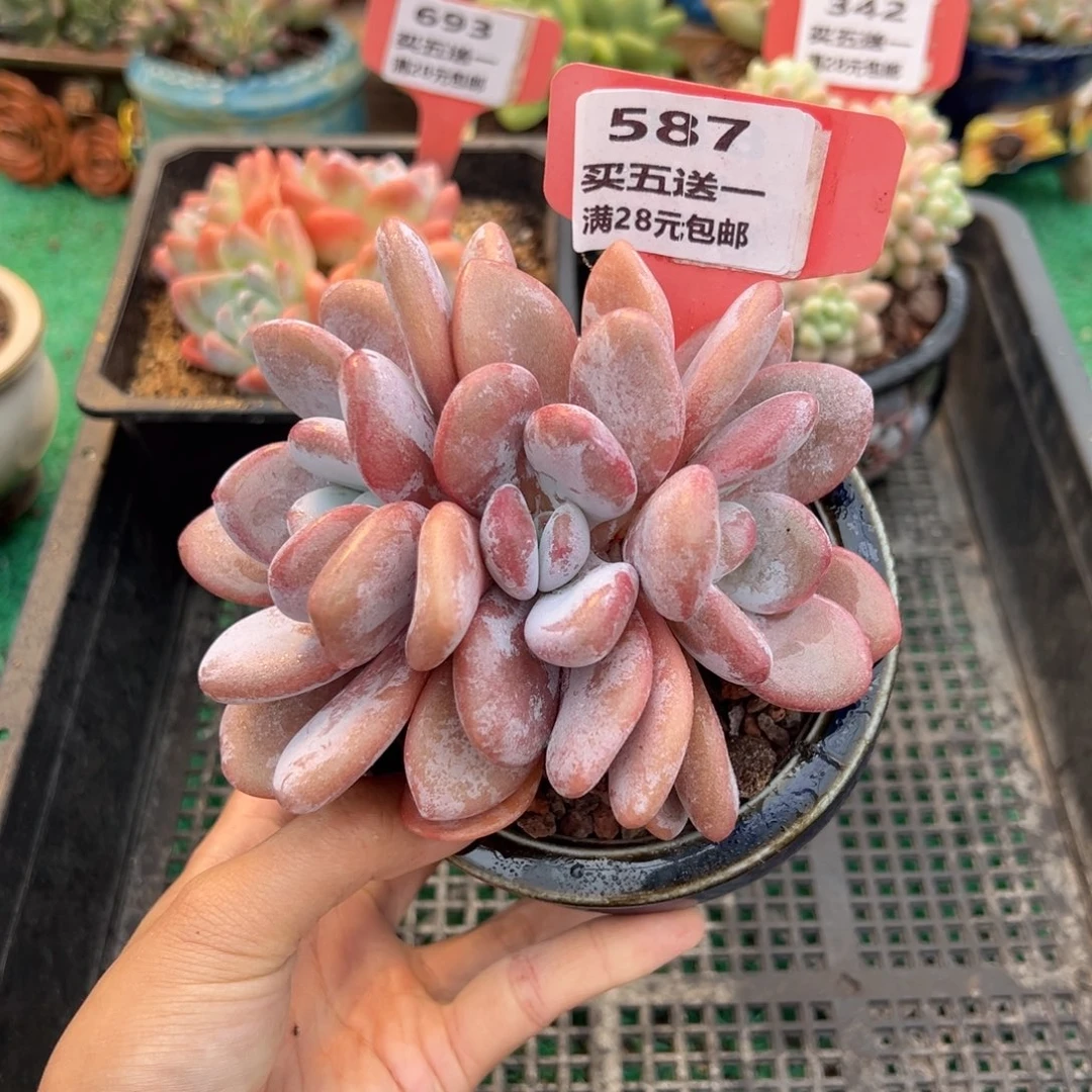 表妹精品多肉植物587.