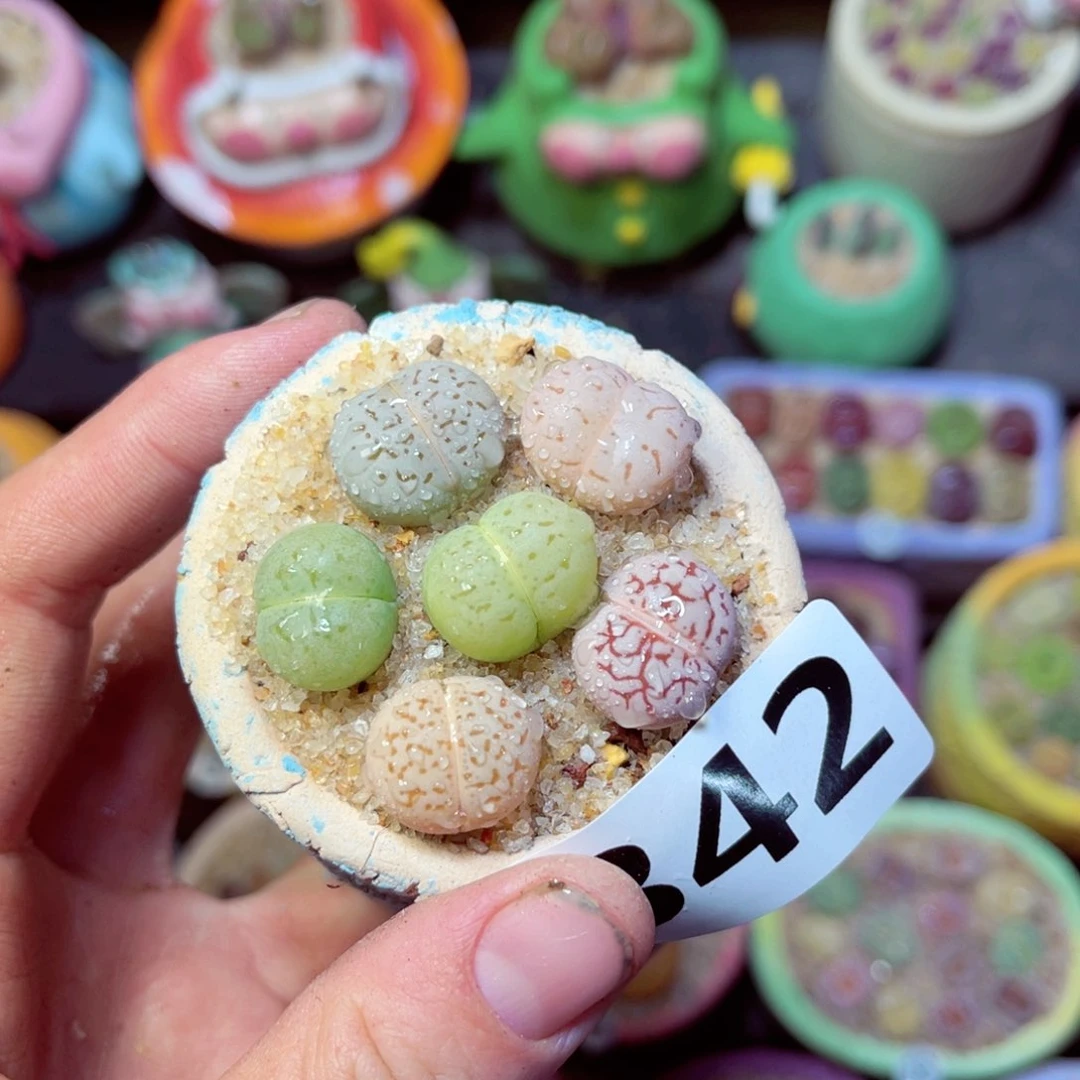 342生石花带盆发