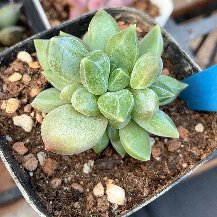 多肉植物重楼887