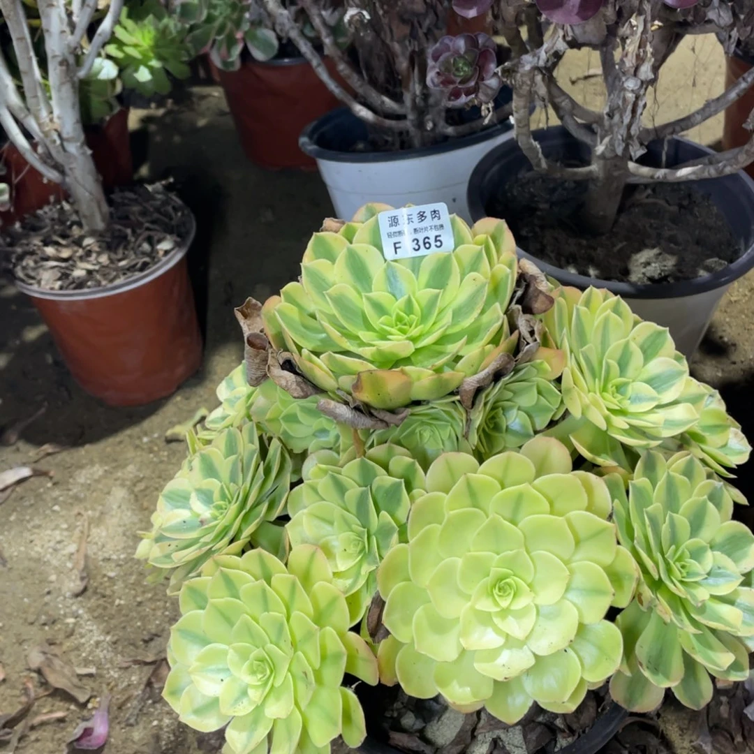 365雨荷多肉法师断枝不包