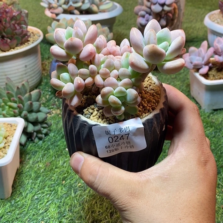 0247啊啊啊啊啊啊啊啊啊
