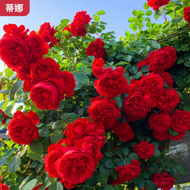 爬藤月季本月季蔷薇花苗爬藤庭院大花阳台花卉盆栽蒂娜