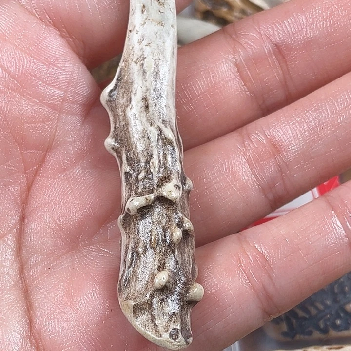 鹿骨其他驼骨驼骨驼骨48