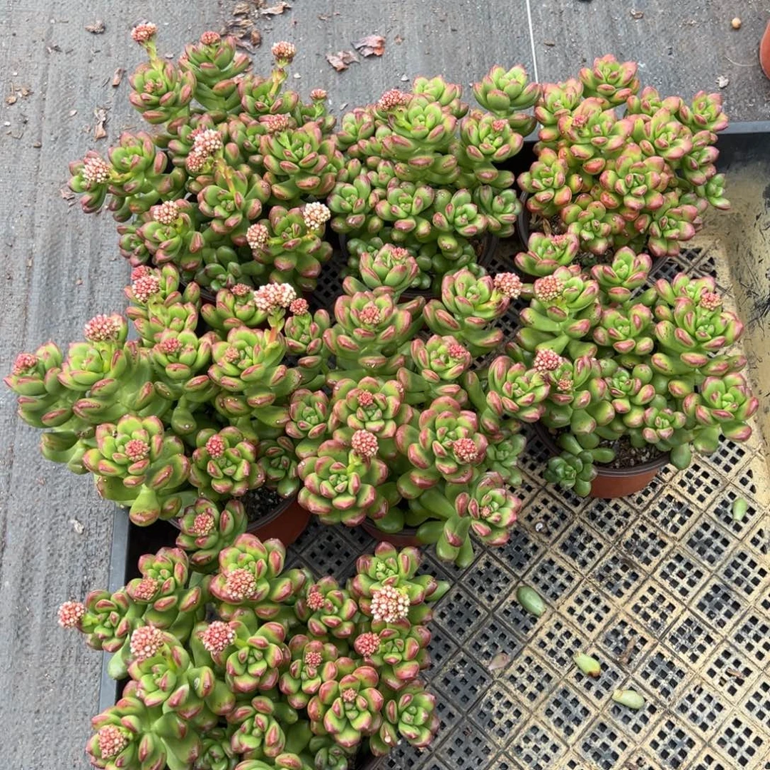 丸叶松之绿，图中任意一颗，尺寸13+