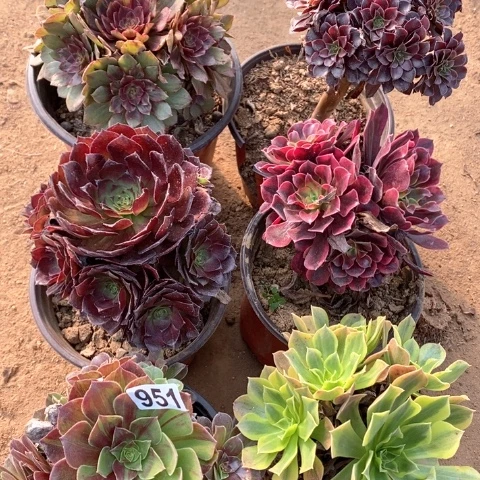 951六棵法师多肉植物
